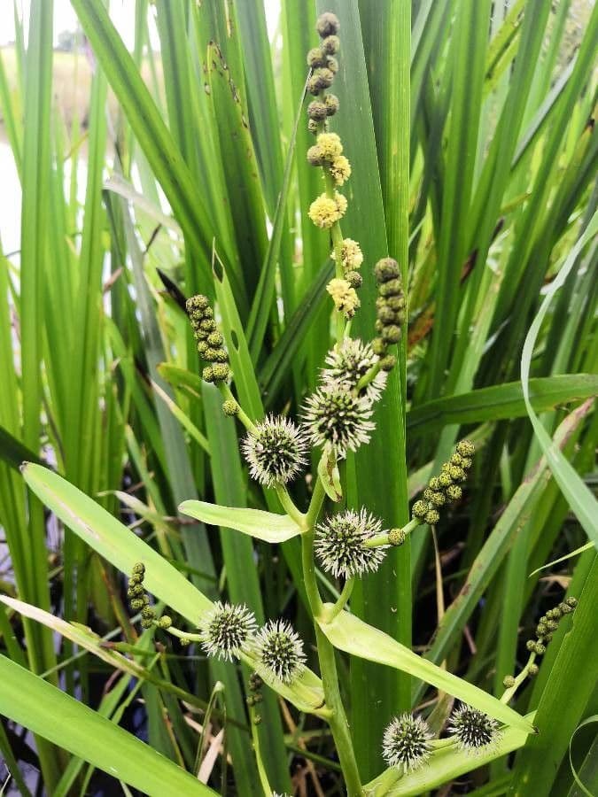 Platanaria 9