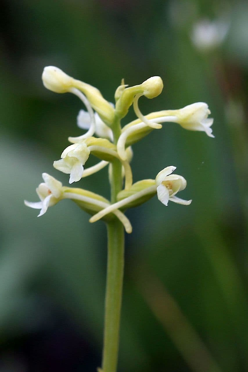 Platanthera clavellata 5