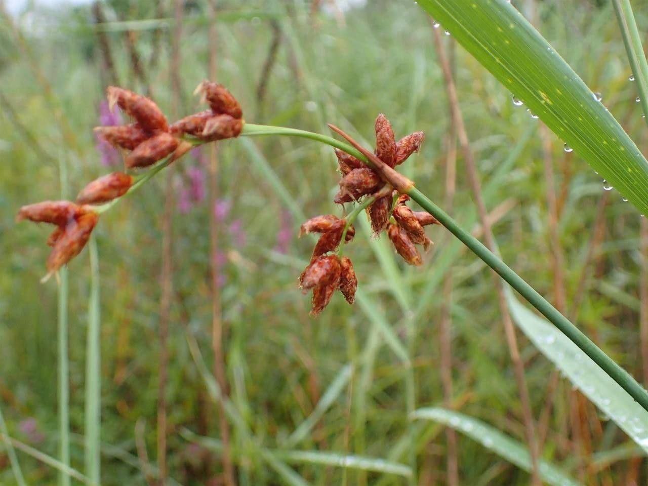 Salz-Teichbinse 2