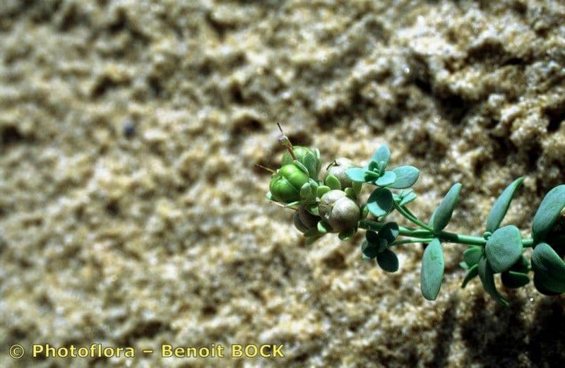 Linaria