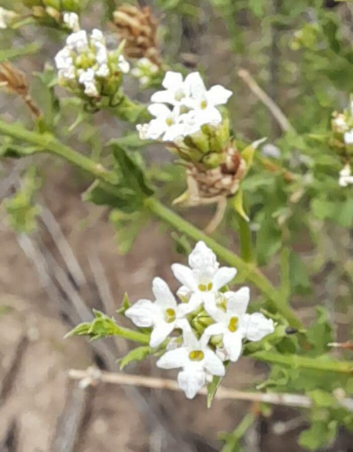 Lippia