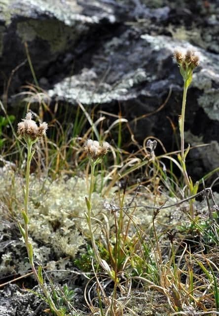 Antennaria alpina 9