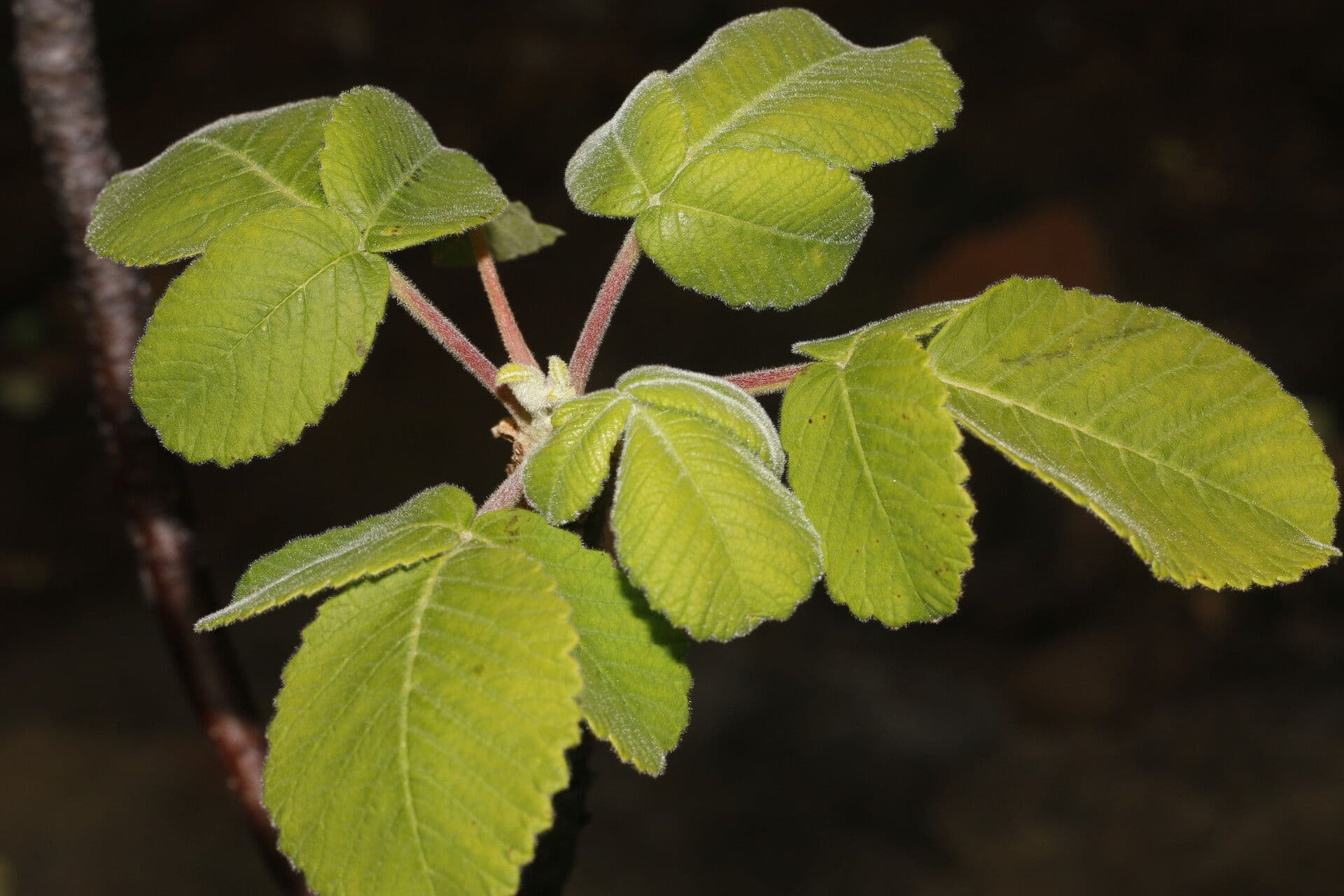 Amphipterygium 6