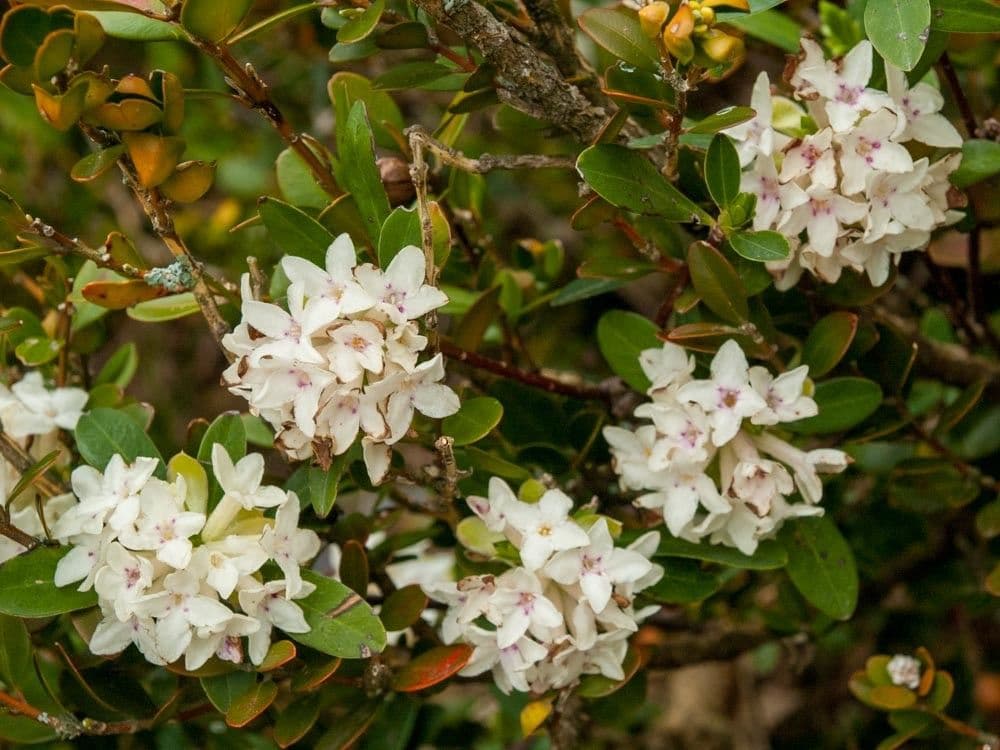 Daphne blagayana 3
