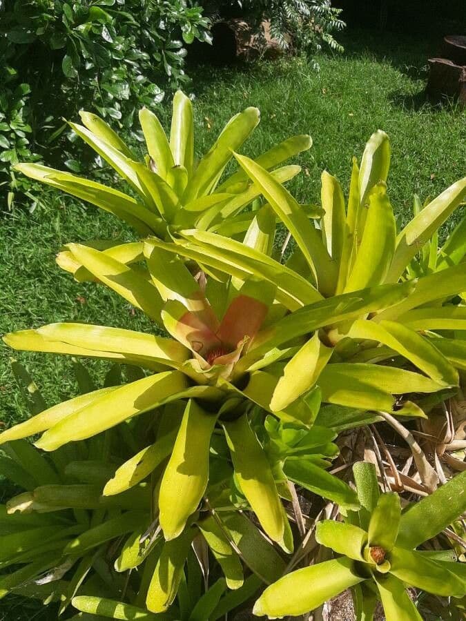 Aechmea 15