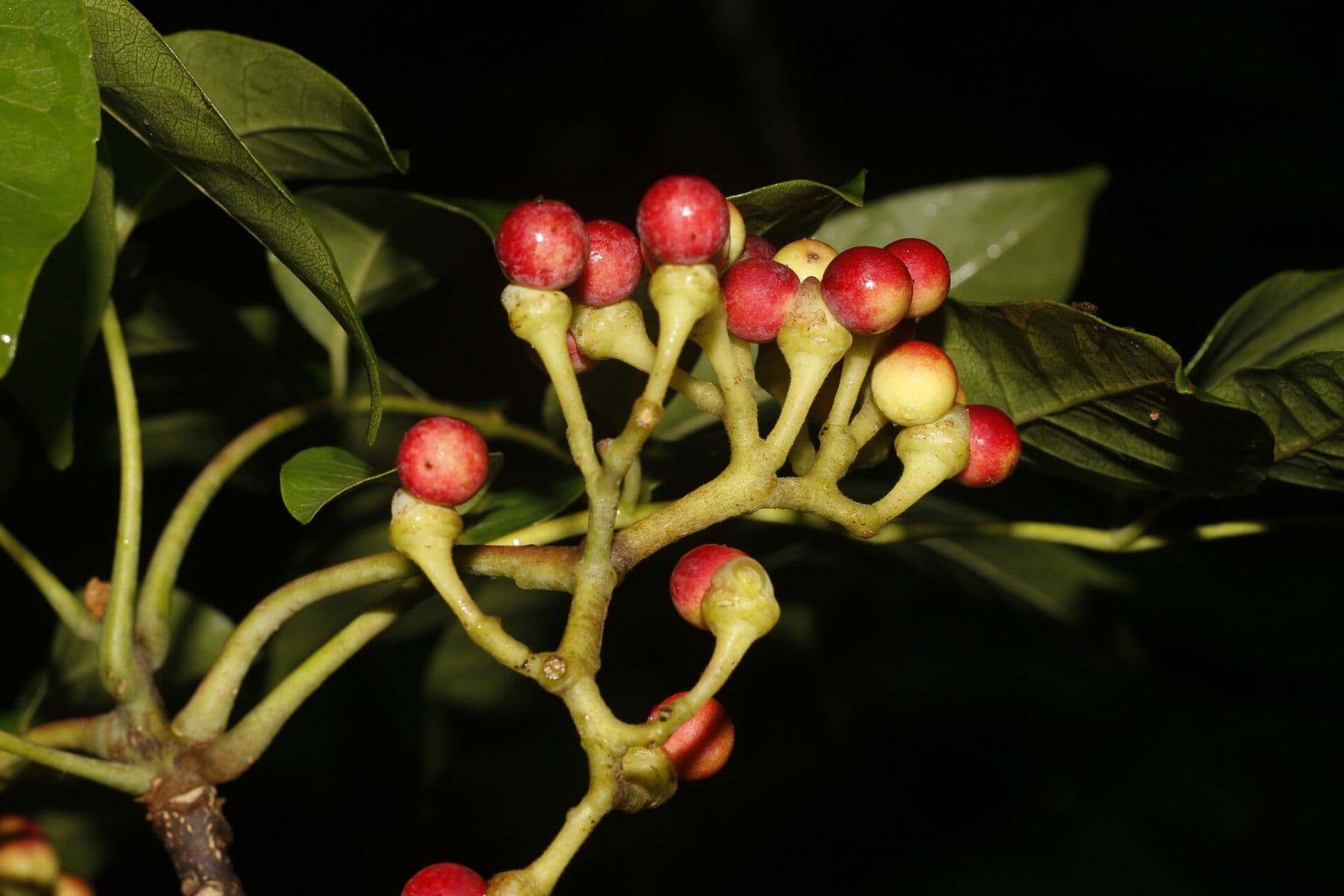 Quassia amara 4
