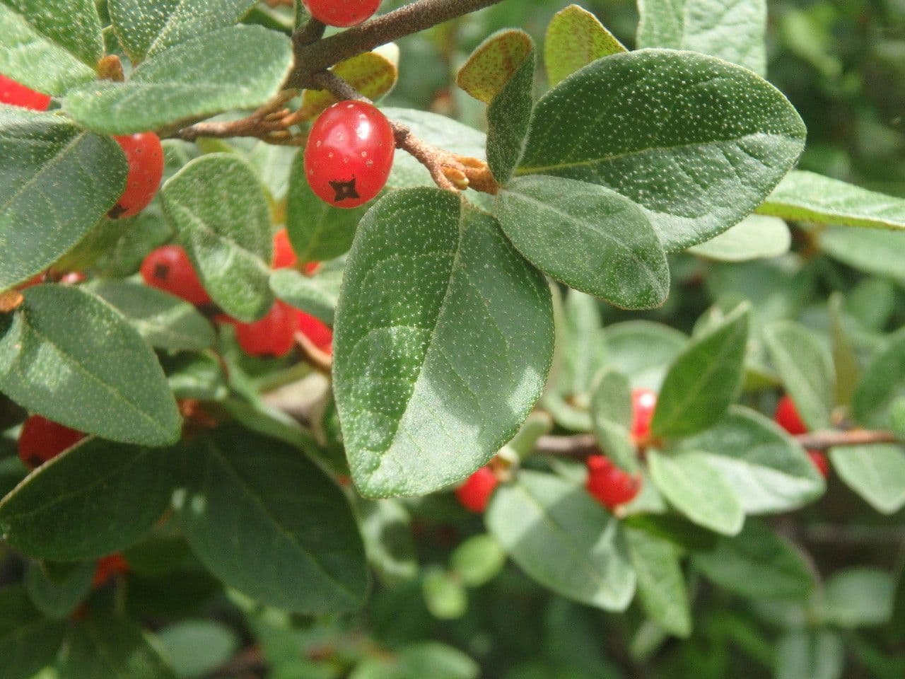 Shepherdia canadensis 13