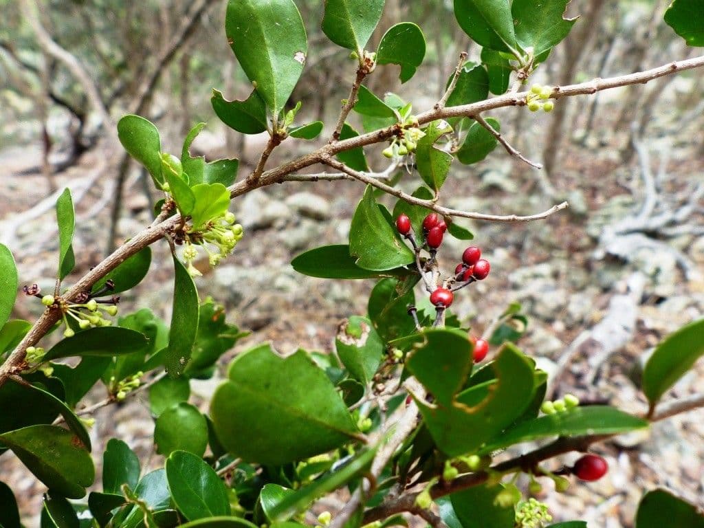 Emmenosperma 13