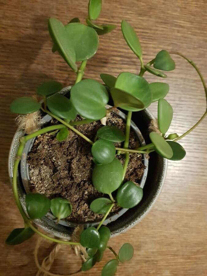 Peperomia 8
