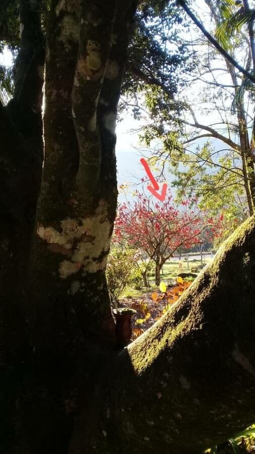 Erythrina 14