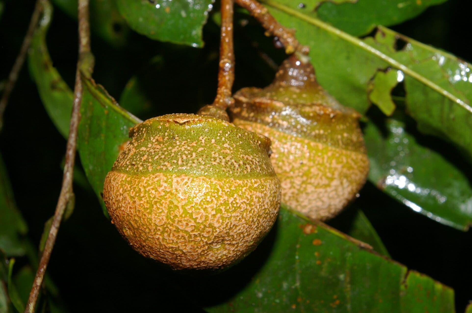 Eschweilera 3