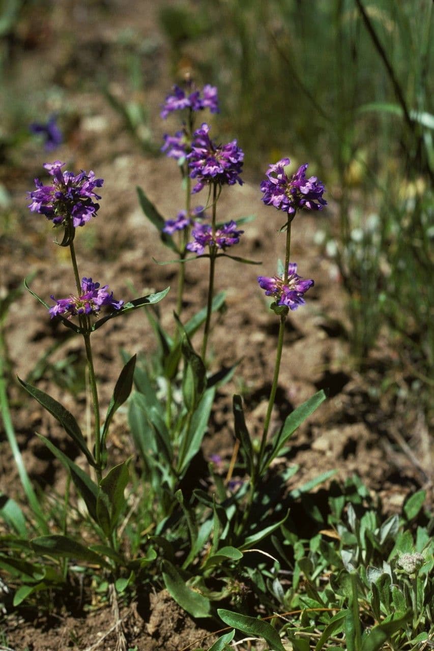Penstemon štíhlý 11