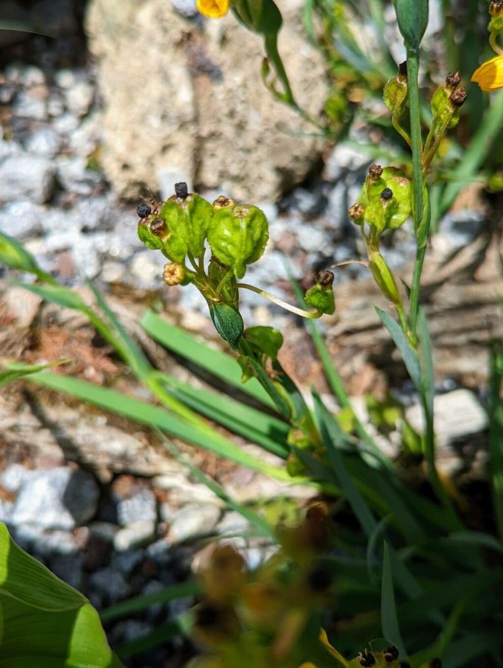 Sisyrinchium
