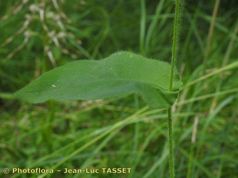 Hieracium 5