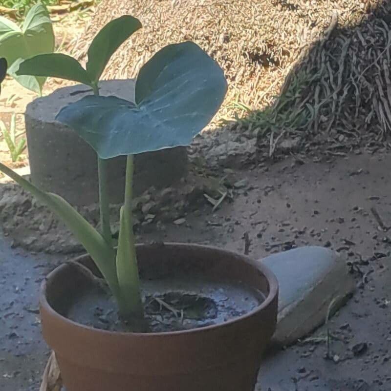 Taro 21