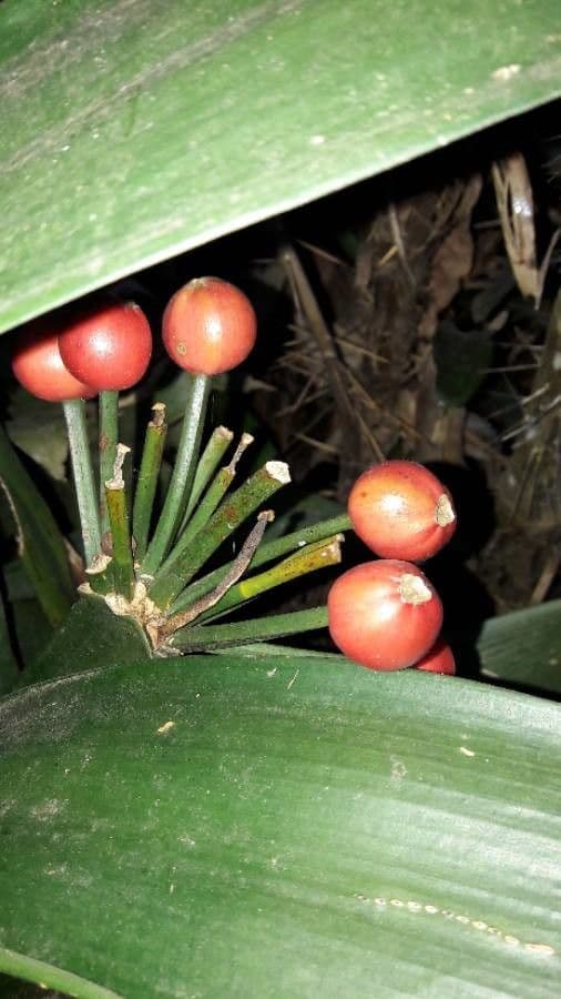 Clivia 5