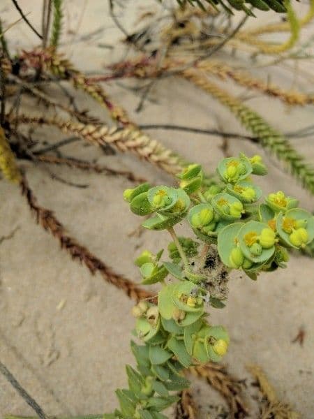 Strand-Wolfsmilch 6