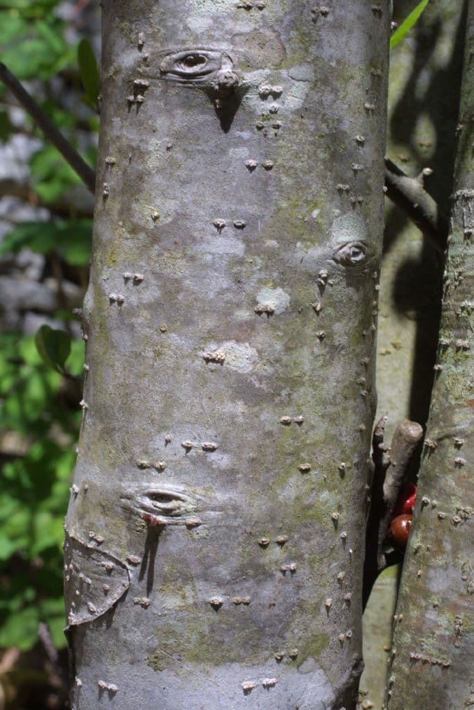 Ilex decidua 24