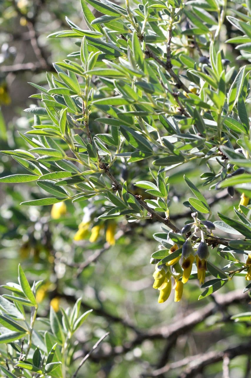 Anagyris fetida 30