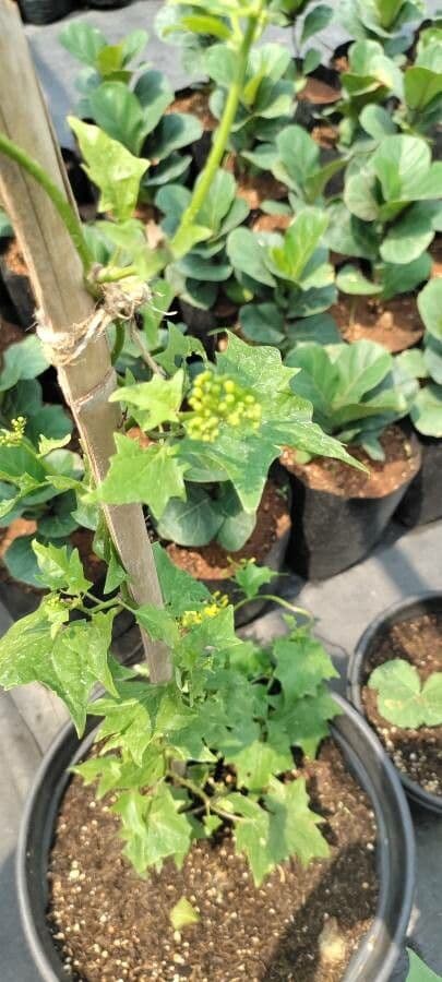 Delairea odorata 18