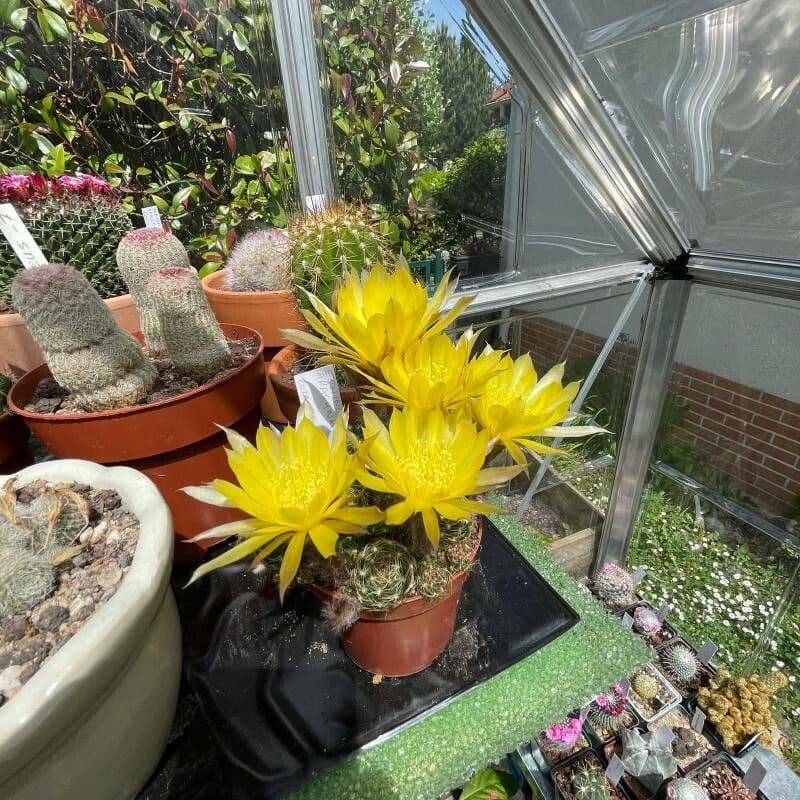 Lobivia arachnacantha 2