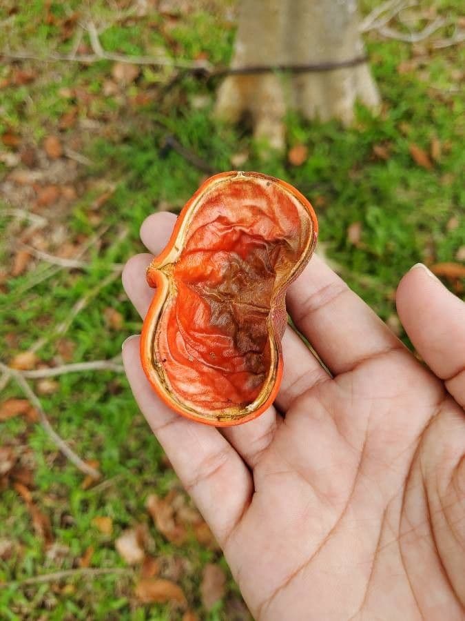 Sterculia