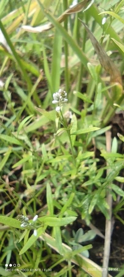 Poligala paniculata 2