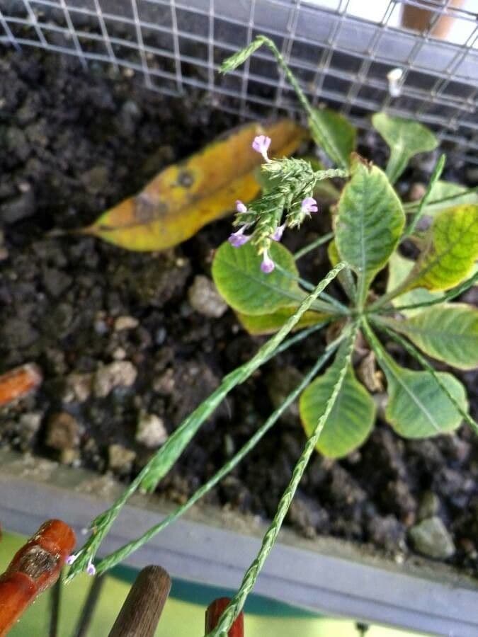 Scaglia viola