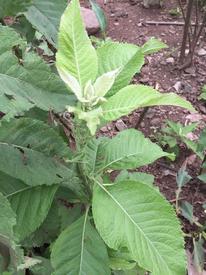 Blumea balsamifera 4