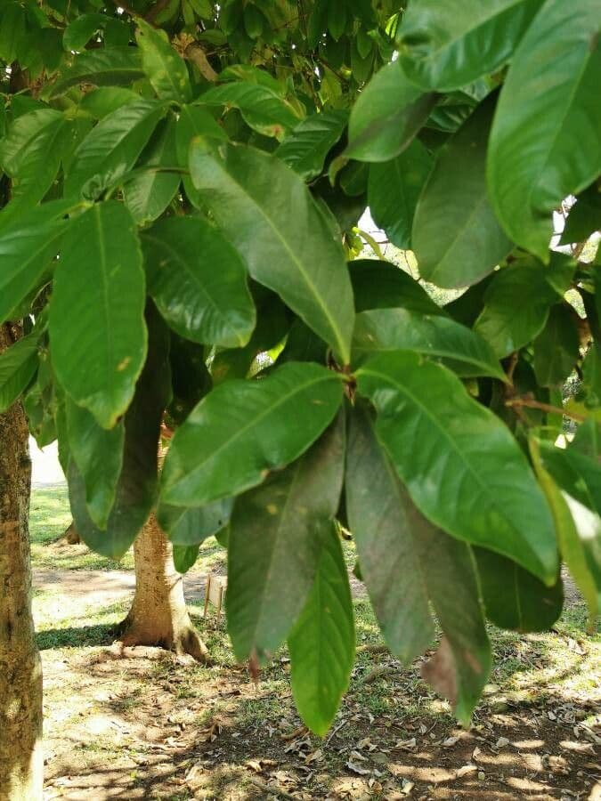 Syzygium malaccense 15