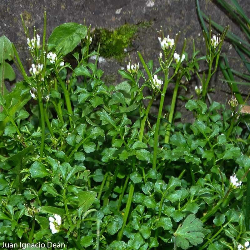 Cardamine flexueuse 14