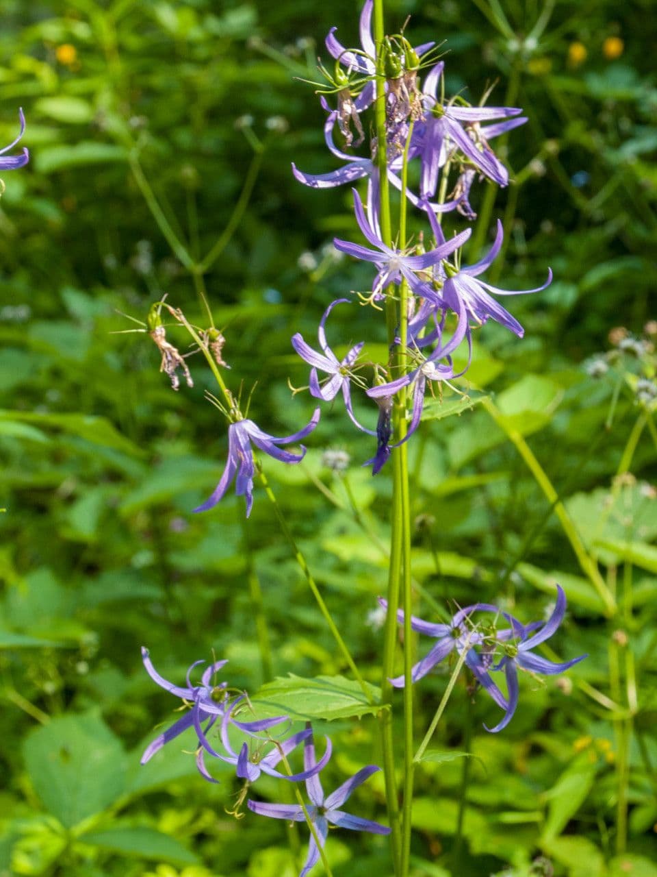 Campanula 2
