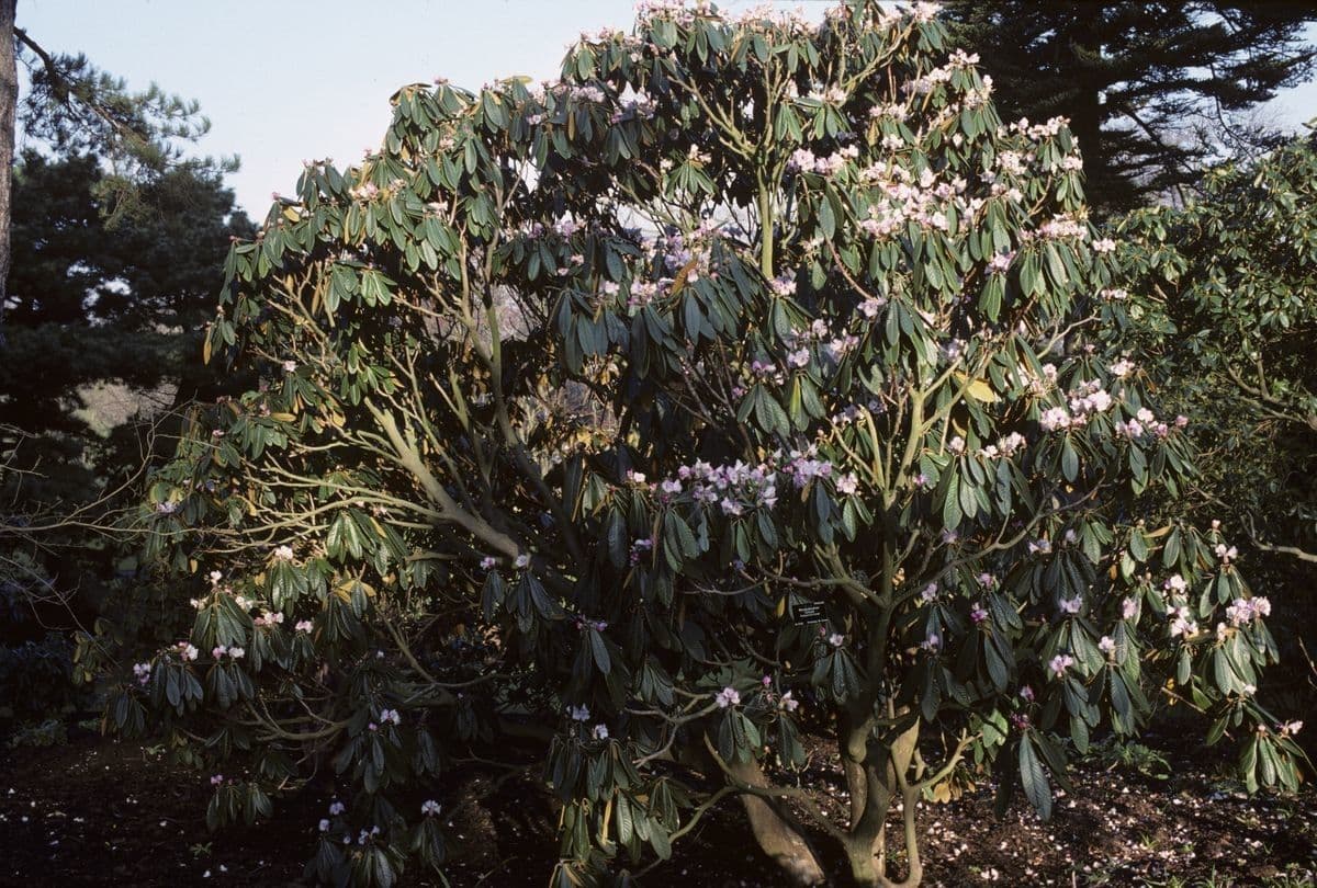 Rododendro 7
