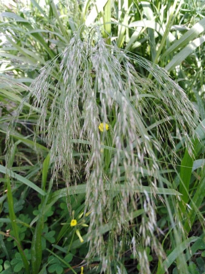 Eragroide giapponese 4