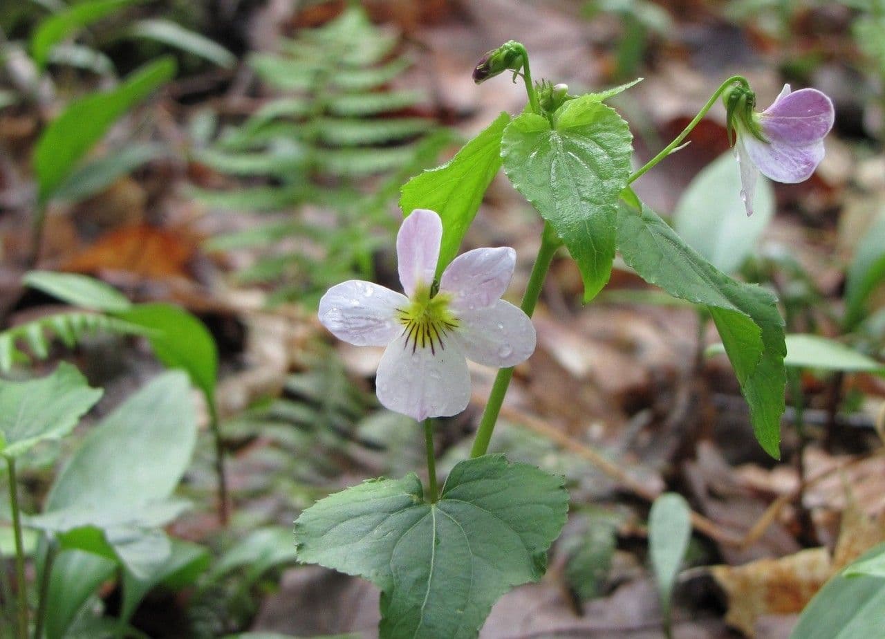 Viola del Canada 7