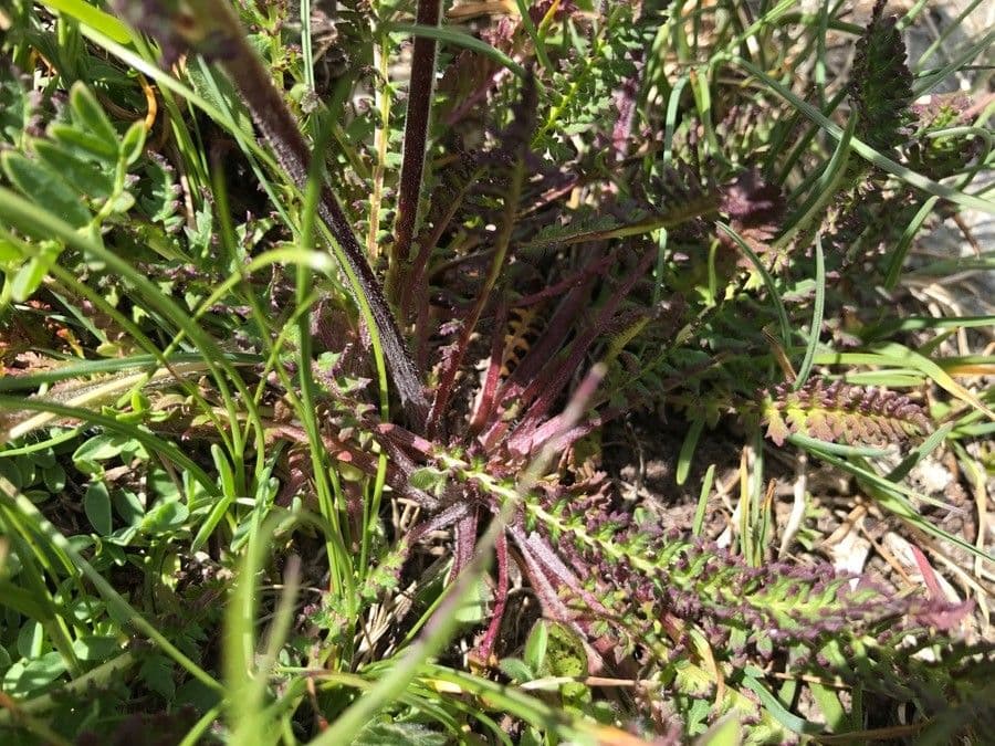 Pedicularis cenisia 13