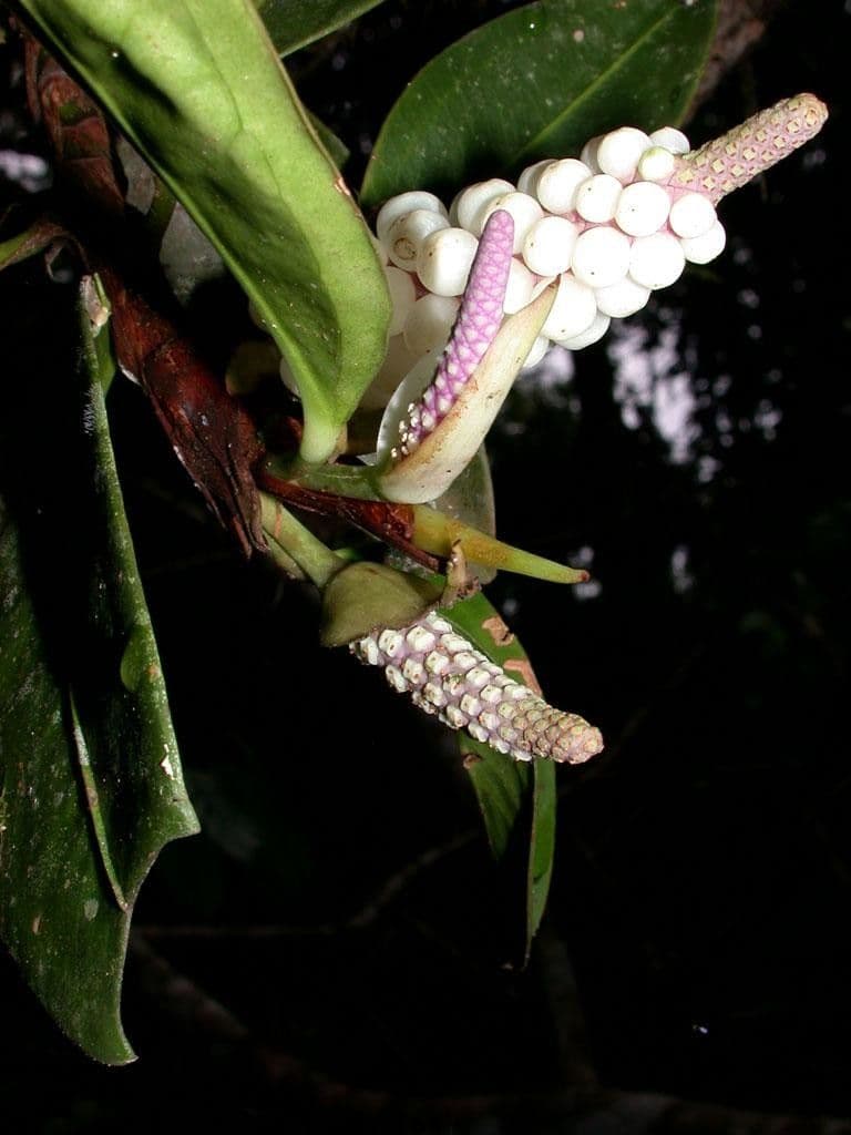 Anthurium 5