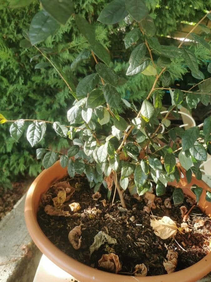 Loropetalum cinese 17