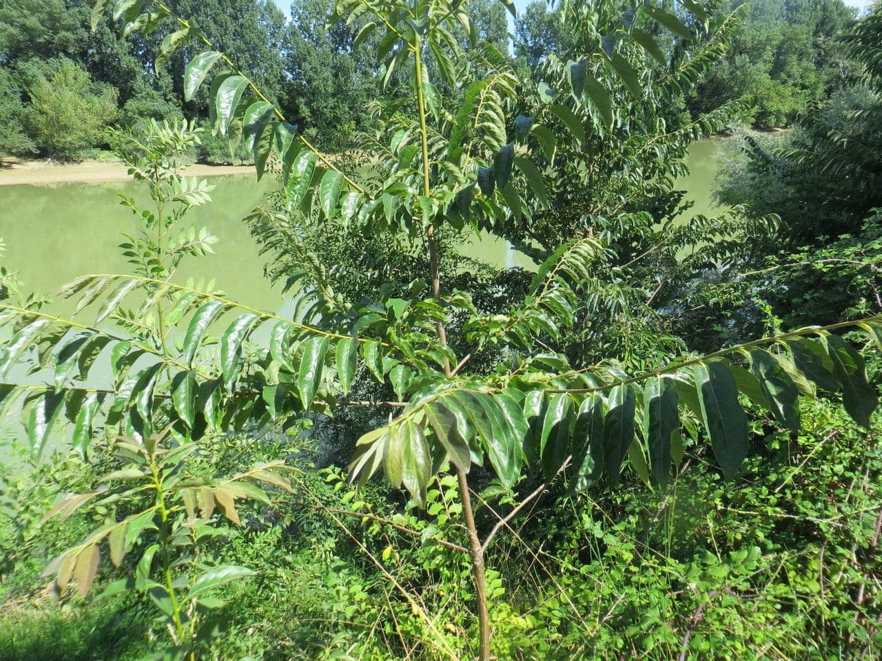 Diospyros 13