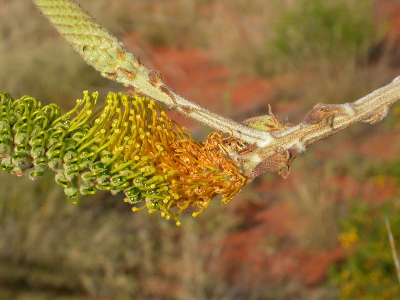 Grevillea 2