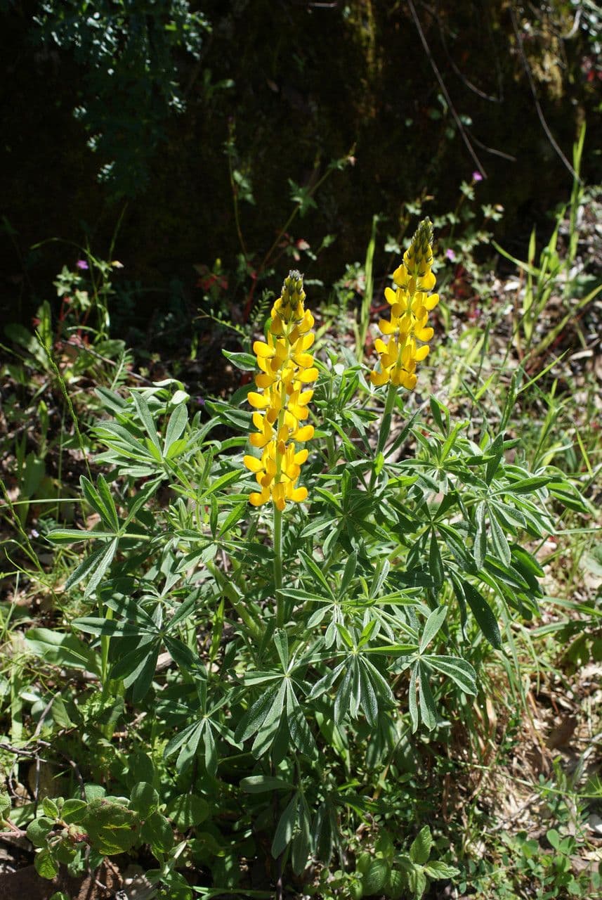 Gelbe Lupine 12