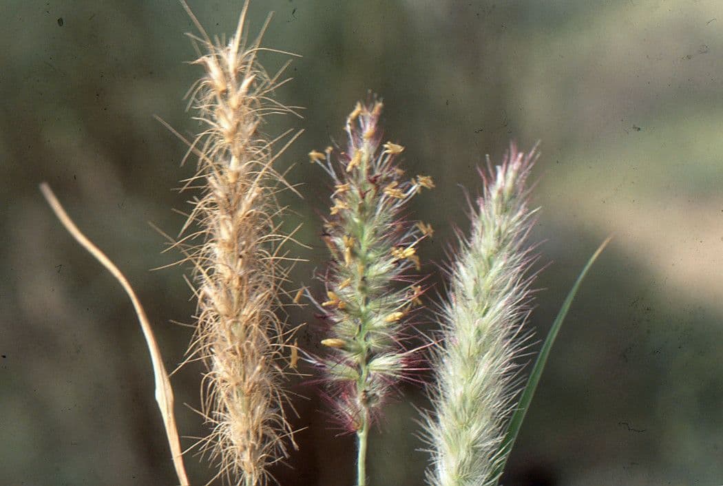 Erba buffel 2