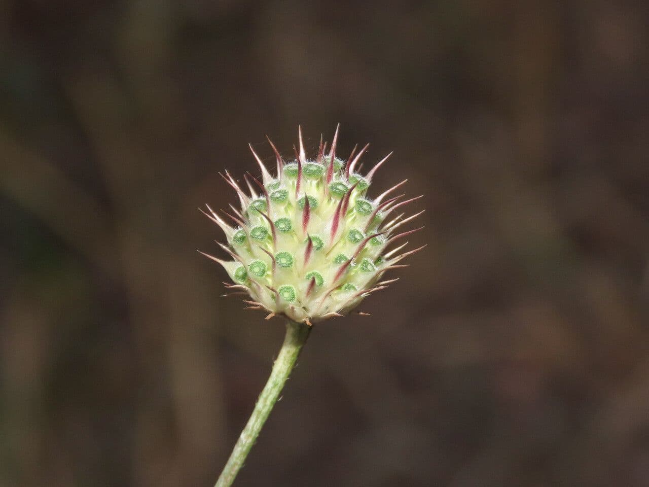 Cephalaria transilvana 4