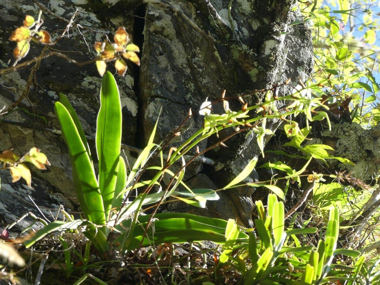 Angraecum eburneum 10