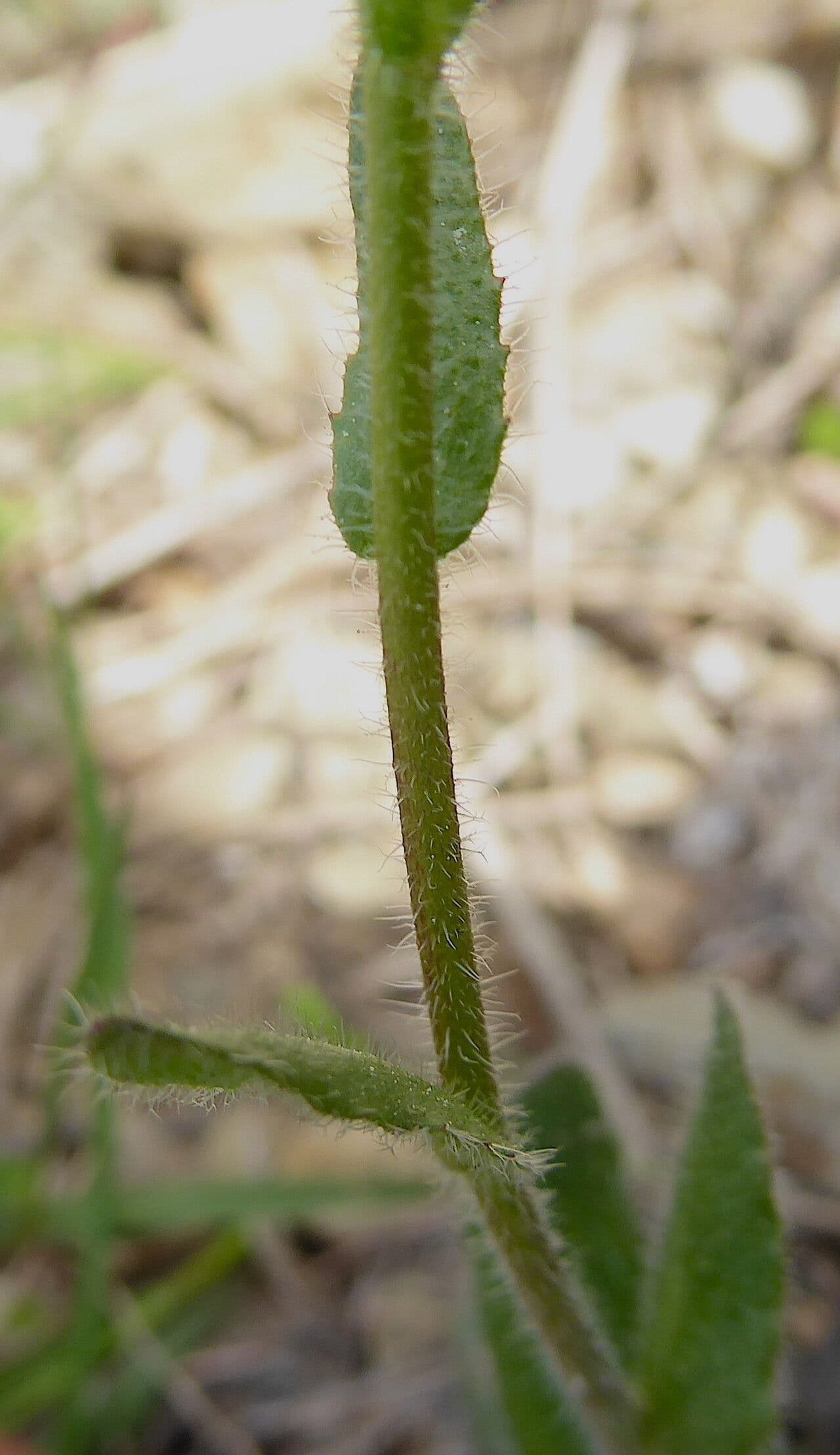 Arabis ciliata 18