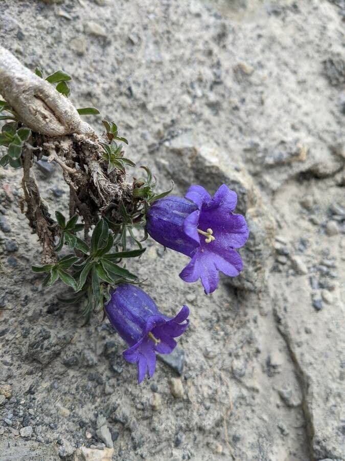 Campanula alpestre 7