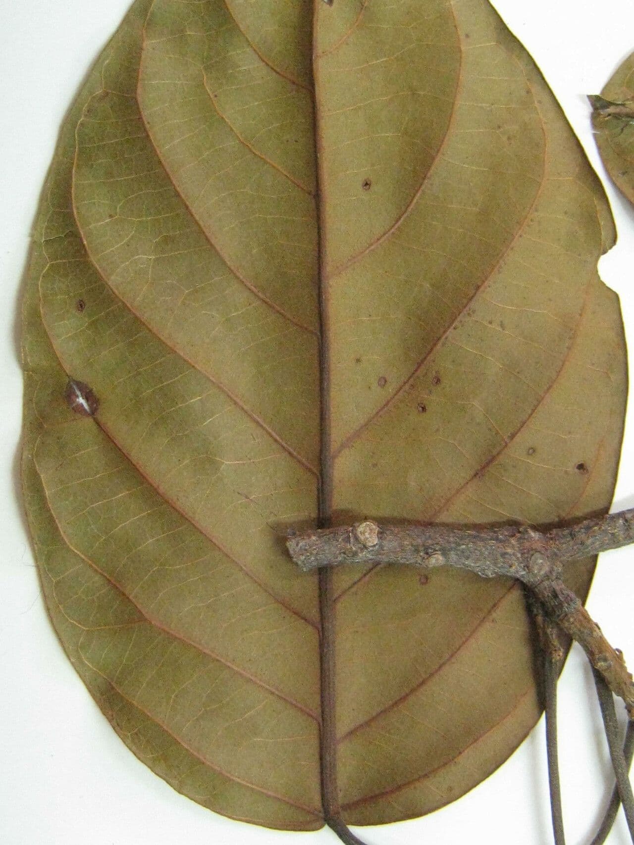 Huberodendron swietenioides 4