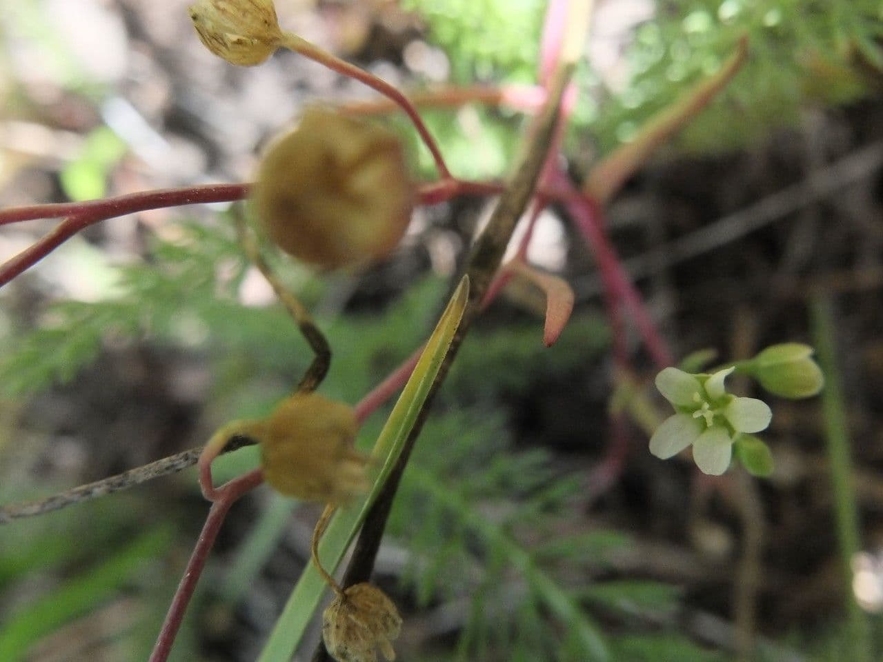 Montia lineare