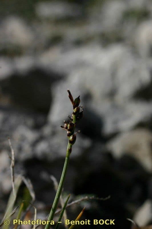 Carice glaciale 12