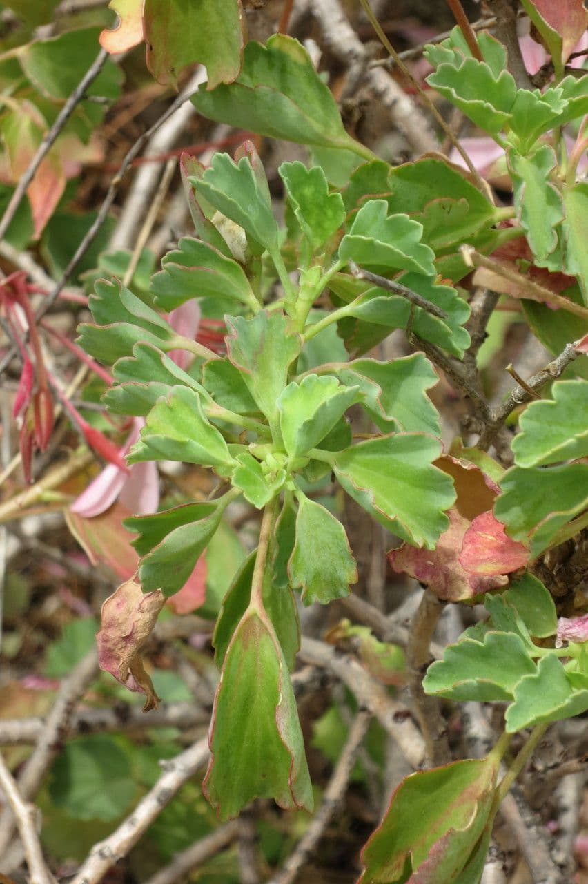 Geranium